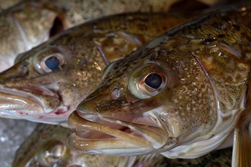 生鮮海鮮水產(chǎn)海產(chǎn)鱈魚 攝影圖