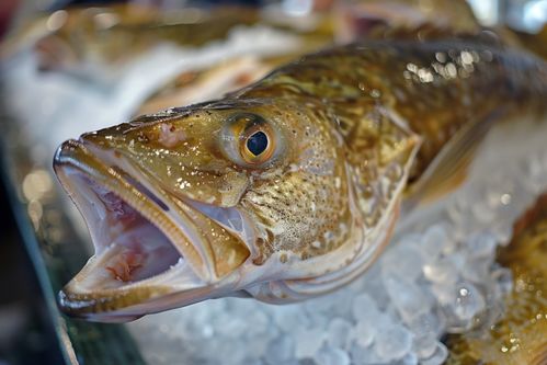 生鮮海鮮水產(chǎn)鱈魚素材 攝影圖