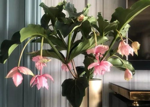 夏季寶蓮燈養護指南 為家居增添生機