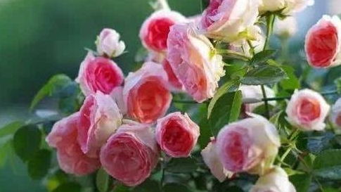 精品花卉推薦 可愛多——粉嫩嬌艷，芳香四溢的園藝佳品