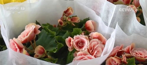 消費旺起來 百姓樂起來 年貨市場臨近春節熱起來